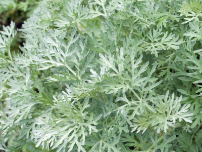 L’Artemisia annua est-elle vraiment une plante miracle ?