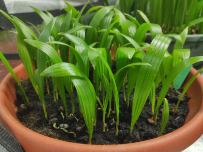 Comment semer une graine de palmier et favoriser sa germination ?